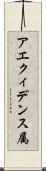 アエクィデンス属 Scroll