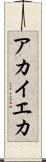 アカイエカ Scroll