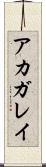 アカガレイ Scroll