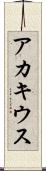 アカキウス Scroll