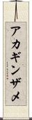 アカギンザメ Scroll
