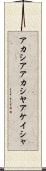 アカシア Scroll