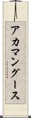 アカマングース Scroll
