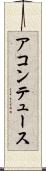 アコンテュース Scroll