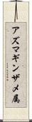 アズマギンザメ属 Scroll