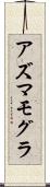 アズマモグラ Scroll