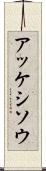 アッケシソウ Scroll