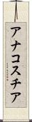 アナコスチア Scroll