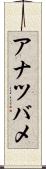 アナツバメ Scroll