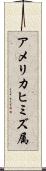 アメリカヒミズ属 Scroll