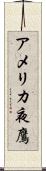 アメリカ夜鷹 Scroll