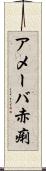 アメーバ赤痢 Scroll
