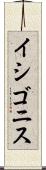 イシゴニス Scroll
