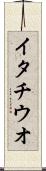 イタチウオ Scroll