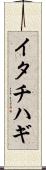 イタチハギ Scroll