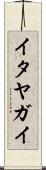 イタヤガイ Scroll