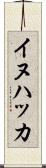 イヌハッカ Scroll
