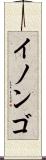 イノンゴ Scroll