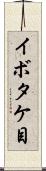 イボタケ目 Scroll