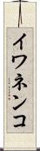 イワネンコ Scroll