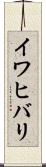 イワヒバリ Scroll