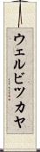 ウェルビツカヤ Scroll