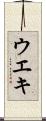 ウエキ Scroll