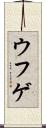 ウフゲ Scroll