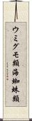 ウミグモ類 Scroll
