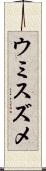 ウミスズメ Scroll