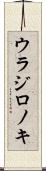 ウラジロノキ Scroll