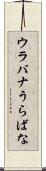 ウラバナ Scroll