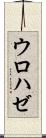ウロハゼ Scroll