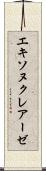 エキソヌクレアーゼ Scroll