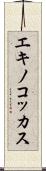 エキノコッカス Scroll
