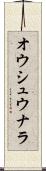 オウシュウナラ Scroll