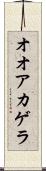 オオアカゲラ Scroll