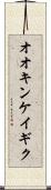 オオキンケイギク Scroll