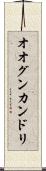 オオグンカンドリ Scroll