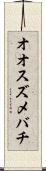 オオスズメバチ Scroll