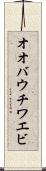 オオバウチワエビ Scroll