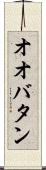 オオバタン Scroll