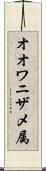 オオワニザメ属 Scroll