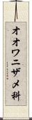オオワニザメ科 Scroll