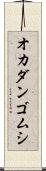 オカダンゴムシ Scroll