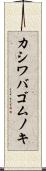 カシワバゴムノキ Scroll