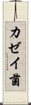 カゼイ菌 Scroll