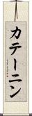 カテーニン Scroll