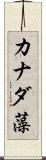 カナダ藻 Scroll