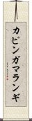 カピンガマランギ Scroll